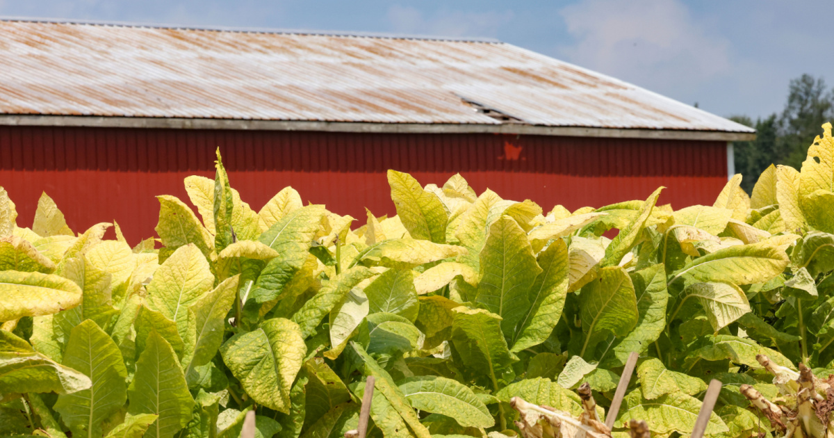 2024 Crop Update | Tobacco