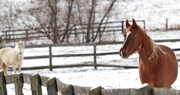 Getting through winter cold can be stressful for farm animals