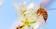 Kentucky Art Contest Increases Pollinator Awareness