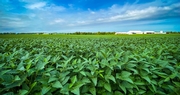 Record Corn and Soybean Yields Highlight 2020 Growing Season