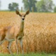 Growing wildlife populations cost farmers Growing wildlife populations cost farmers