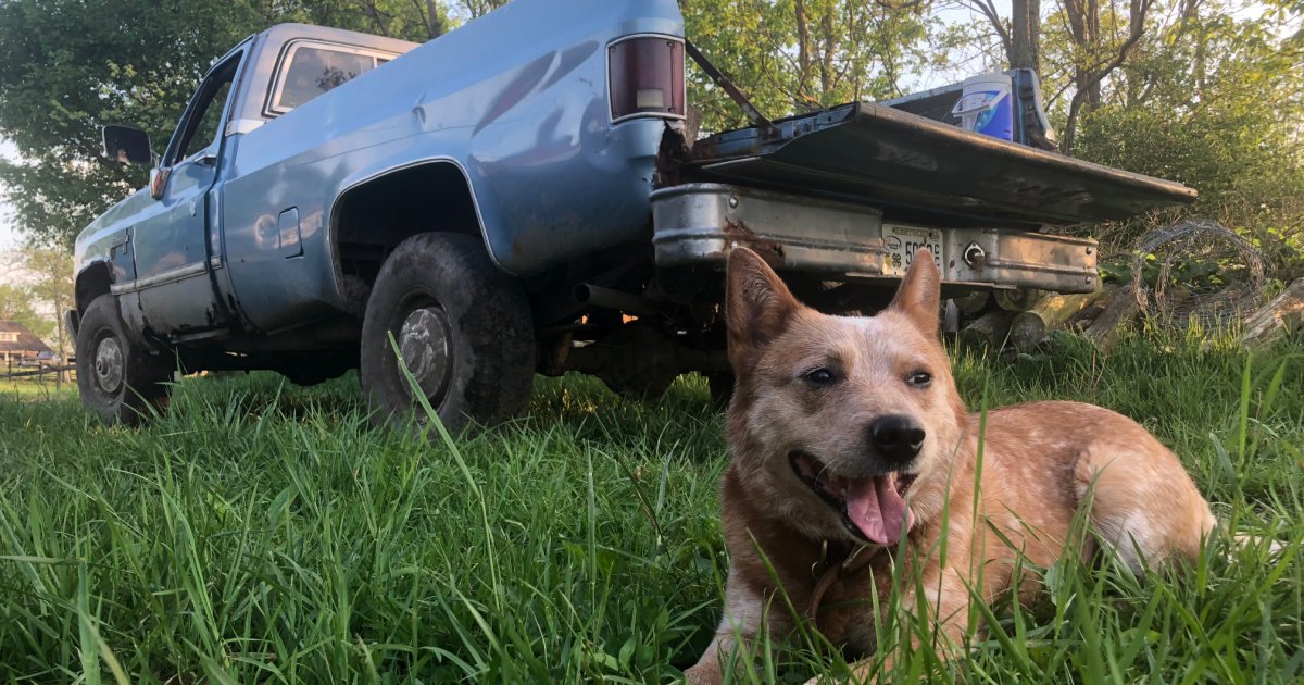 Blind 'Wonder Dog' from Kentucky Named Finalist in AFBF's 2025 Farm Dog of the Year Competition Blind 'Wonder Dog' from Kentucky Named Finalist in AFBF's 2025 Farm Dog of the Year Competition