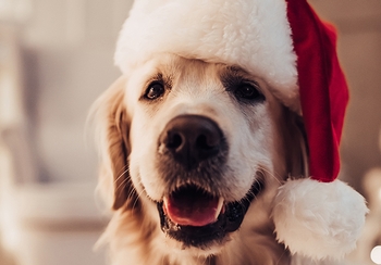 How to pet-proof your holiday decor How to pet-proof your holiday decor