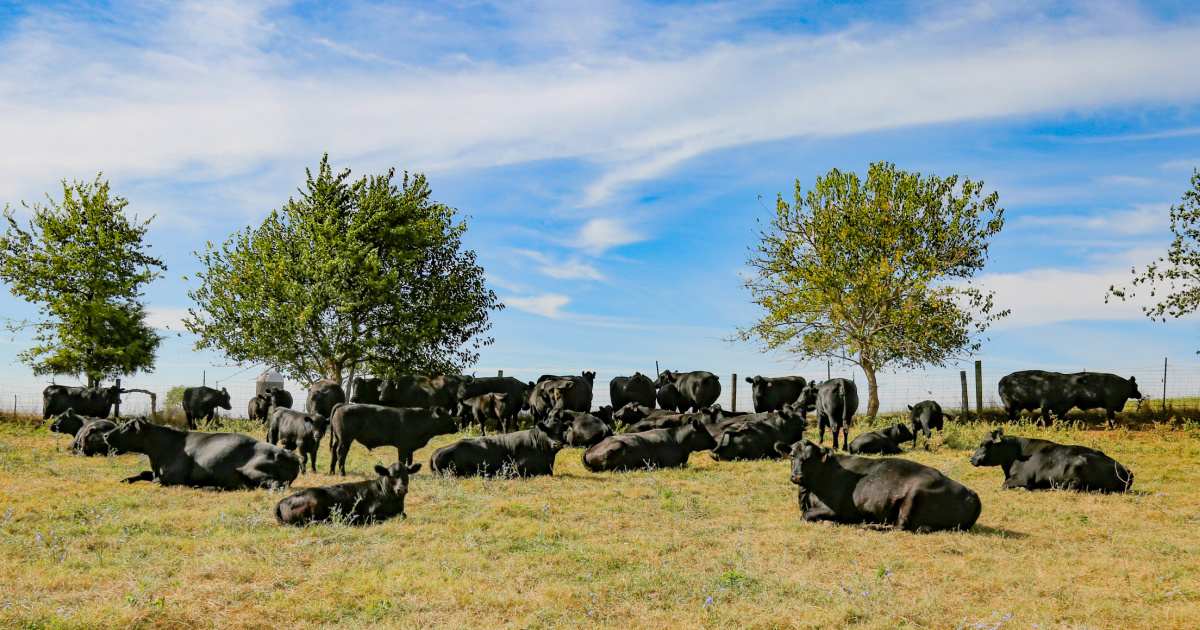 President Trump Announces Intentions to Increase Beef Imports While USDA Releases Plan to Fortify the Beef Industry President Trump Announces Intentions to Increase Beef Imports While USDA Releases Plan to Fortify the Beef Industry