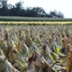 Garrard County Farm Bureau will host Safety Event at Annual Tobacco Cutting Contest in Bryantsville Garrard County Farm Bureau will host Safety Event at Annual Tobacco Cutting Contest in Bryantsville